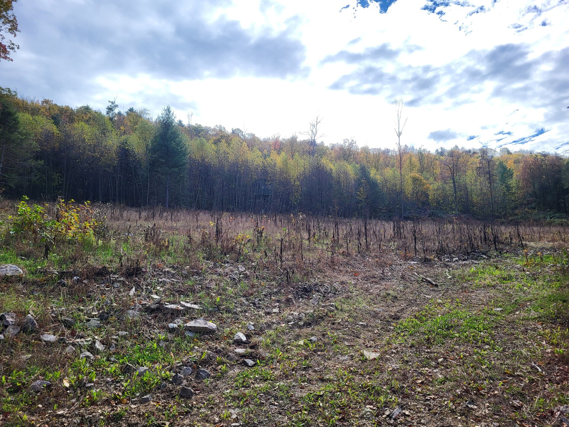 FUBAR Forest - landing